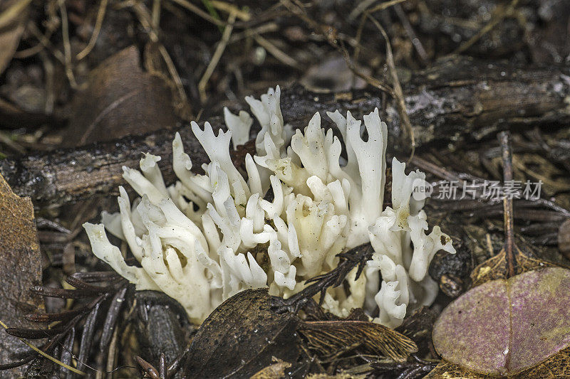 孔氏拟南芥(Ramariopsis kunzei)是一种可食用的珊瑚真菌，属珊瑚菌类。它通常被称为白珊瑚蘑菇。阿姆斯特朗红杉国家自然保护区。